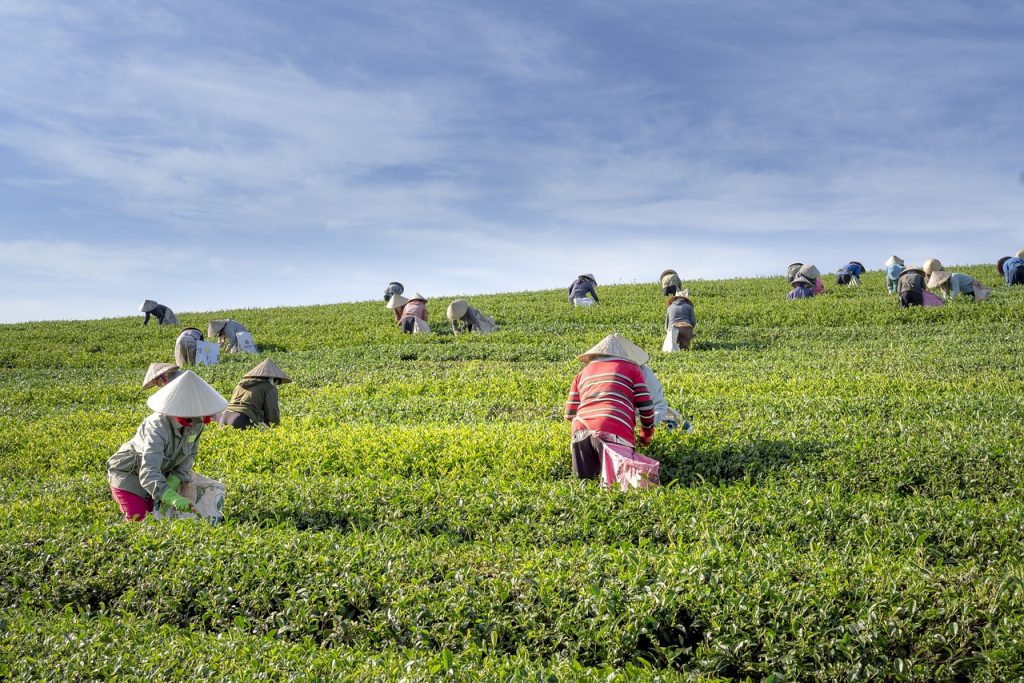 tea, farm, vietnam-4136332.jpg